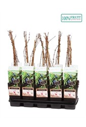 Lonicera Kamtschatica P15