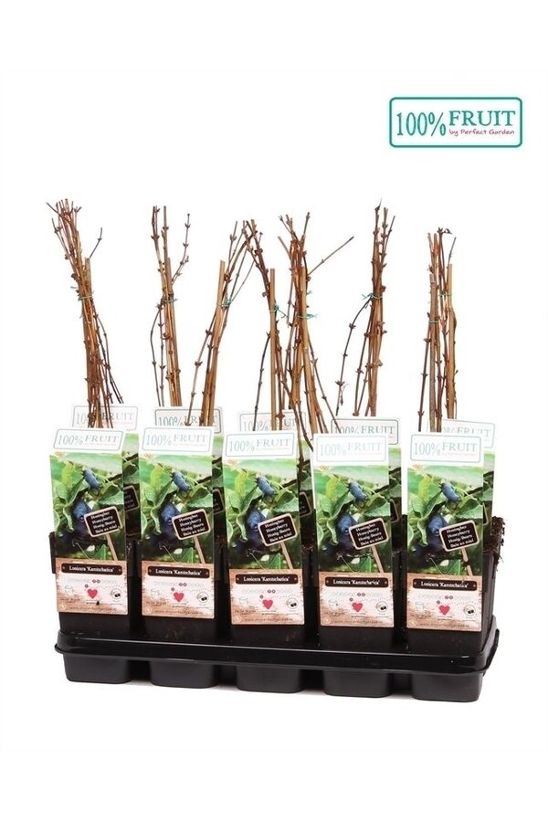 Lonicera Kamtschatica P15