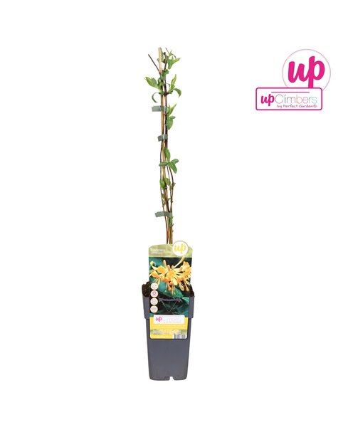 Lonicera Tellmanniana P15