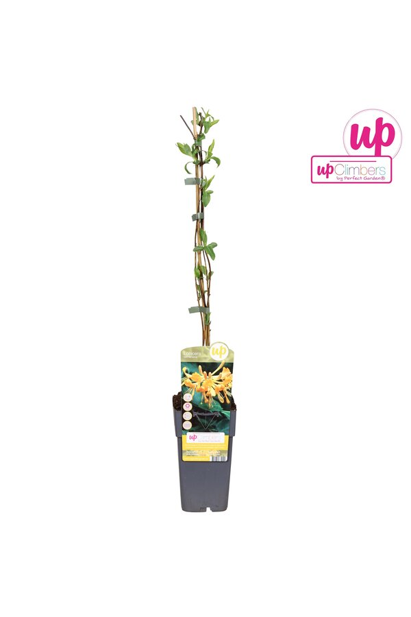Lonicera Tellmanniana P15