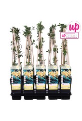 Lonicera Tellmanniana P15