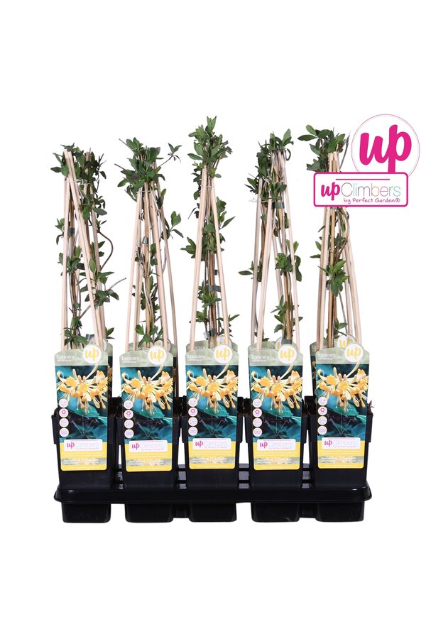 Lonicera Tellmanniana P15