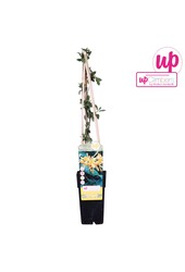 Lonicera Tellmanniana P15