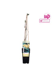 Lonicera Tellmanniana P15