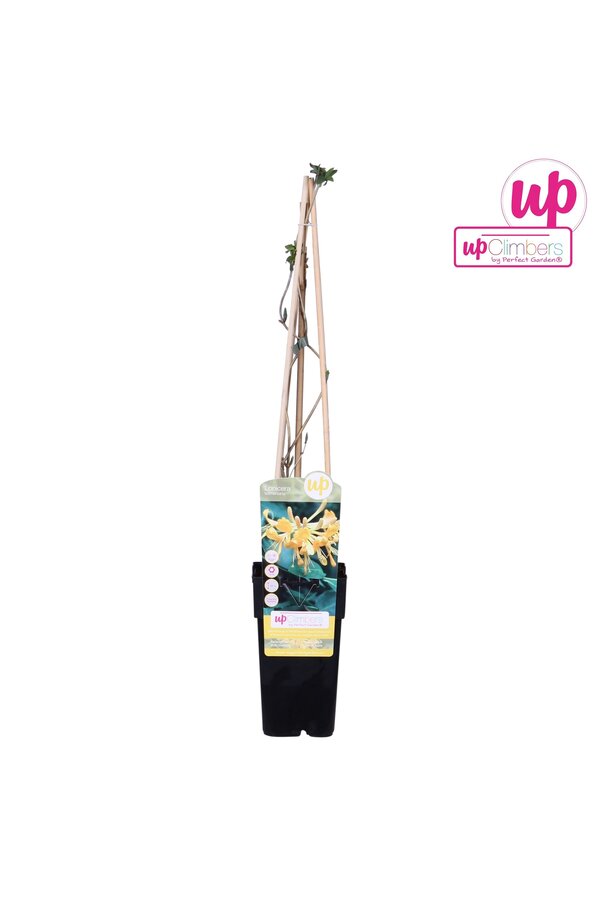 Lonicera Tellmanniana P15