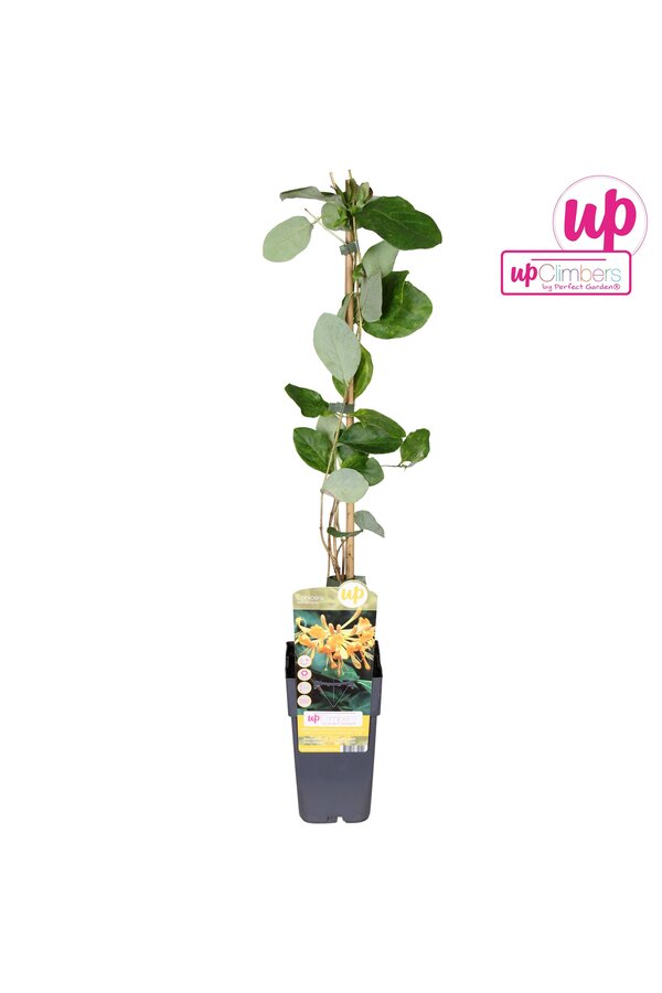 Lonicera Tellmanniana P15