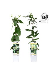 Lonicera Our Choice mix tray P15