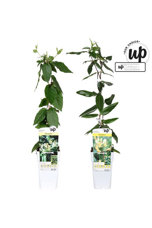 Lonicera Our Choice mix tray P15