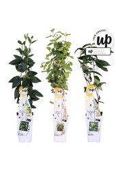 Lonicera Our Choice mix tray P15