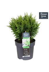 Thuja occidentalis Danica P14