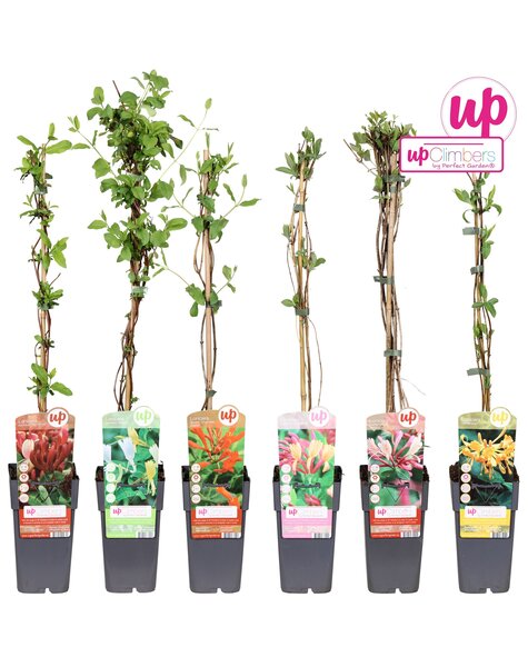 Lonicera mix tray P15