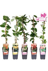 Lonicera mix tray P15