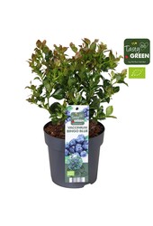 Vaccinium Bingo Blue Bio P14