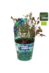 Vaccinium Bingo Blue Bio P14