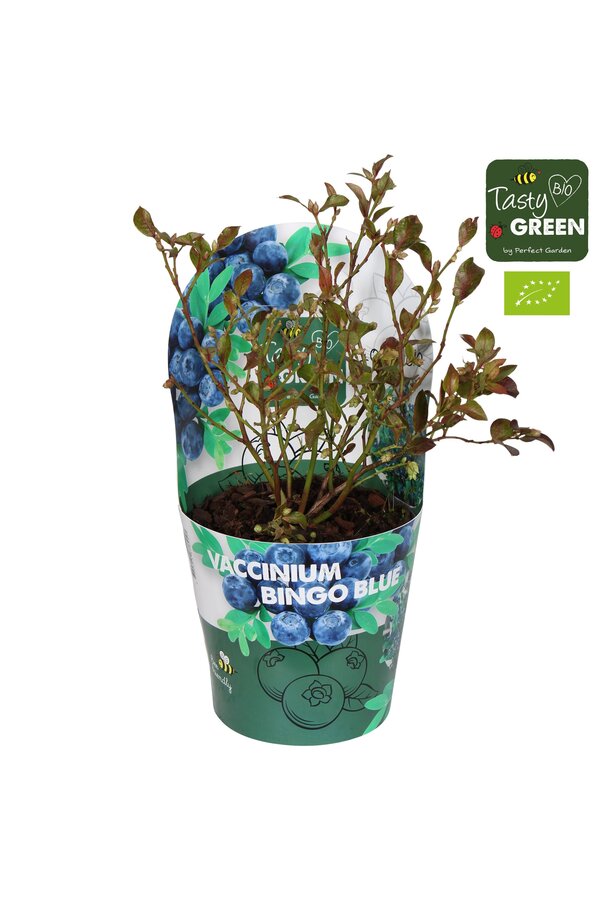 Vaccinium Bingo Blue Bio P14