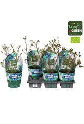 Vaccinium Bingo Blue Bio P14