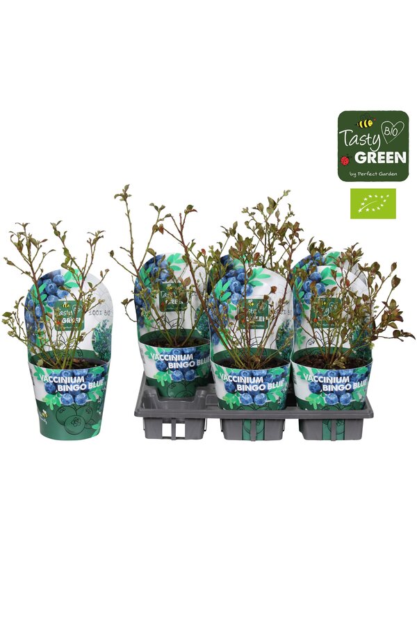 Vaccinium Bingo Blue Bio P14