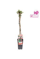 Lonicera periclymenum Belgica P15