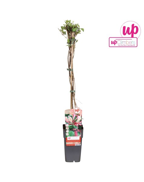 Lonicera periclymenum Belgica P15