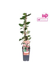 Lonicera periclymenum Belgica P15