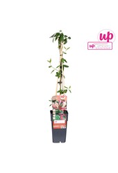 Lonicera periclymenum Belgica P15