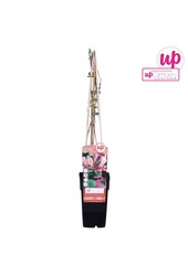 Lonicera periclymenum Belgica P15