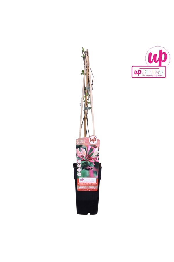 Lonicera periclymenum Belgica P15