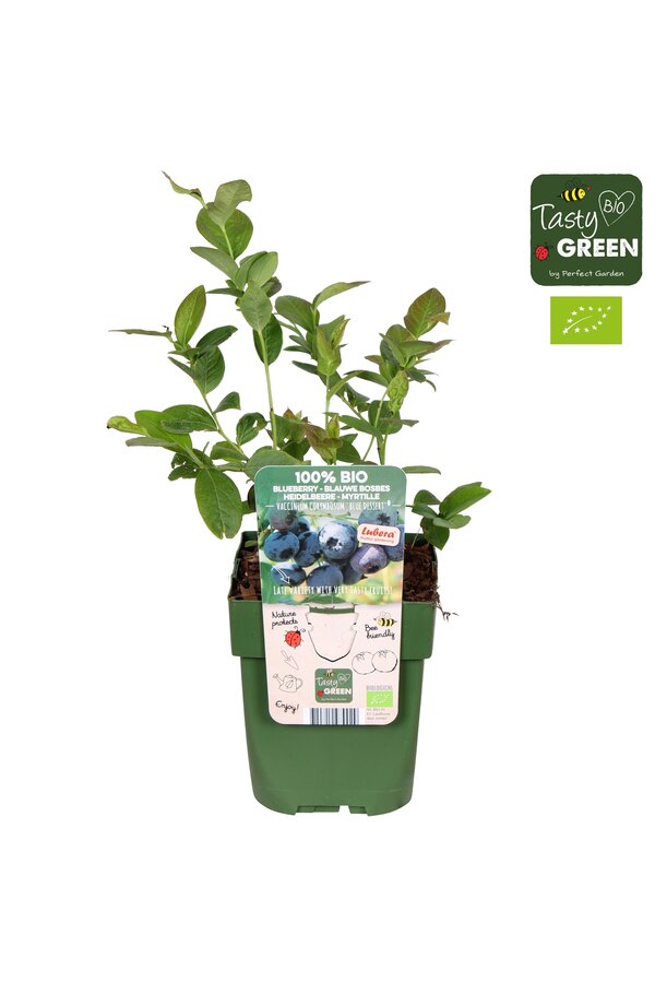 Vaccinium corymbosum Blue Dessert® Bio P13
