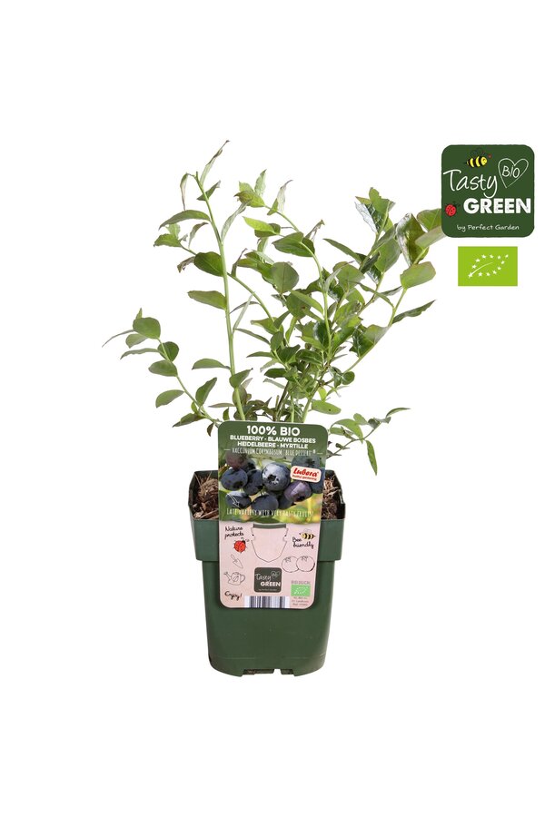 Vaccinium corymbosum Blue Dessert® Bio P13