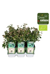 Vaccinium corymbosum Bingo Blue Bio P13