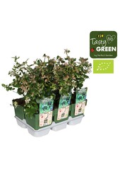 Vaccinium corymbosum Bingo Blue Bio P13