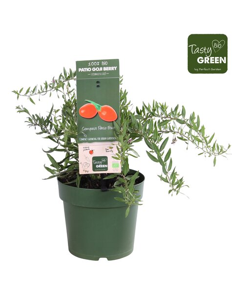 Lycium barbarum Little Goji Patio Bio P23