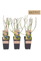 Vaccinium corymbosum Patriot P15