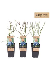 Vaccinium Northland P15