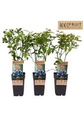 Vaccinium Northland P15