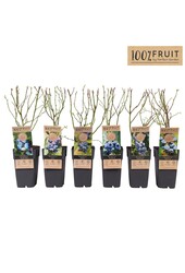 Vaccinium corymbosum mix tray P15