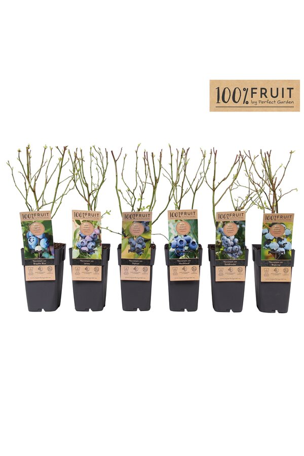 Vaccinium corymbosum mix tray P15