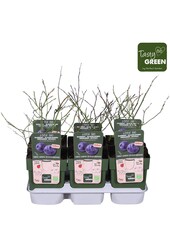 Vaccinium Sunshine Blue Bio P13