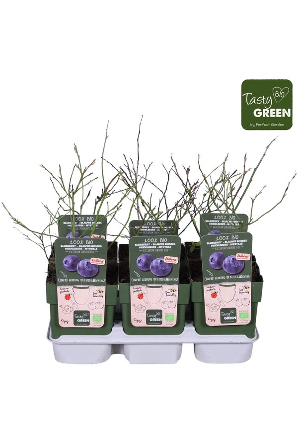 Vaccinium Sunshine Blue Bio P13