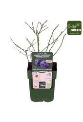 Vaccinium Sunshine Blue Bio P13