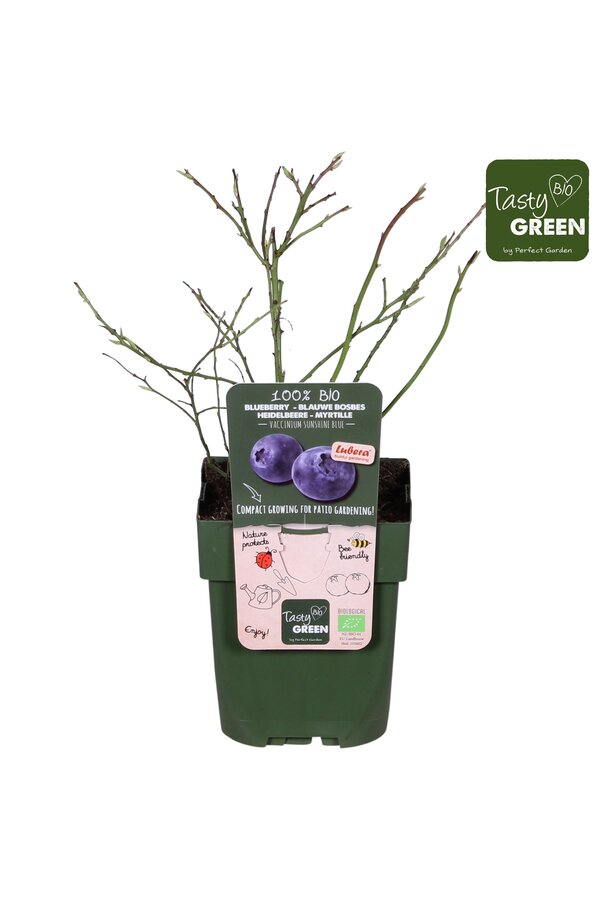 Vaccinium Sunshine Blue Bio P13