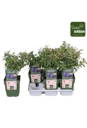 Vaccinium Sunshine Blue Bio P13