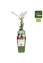 Vaccinium macrocarpon Stevens Bio P15