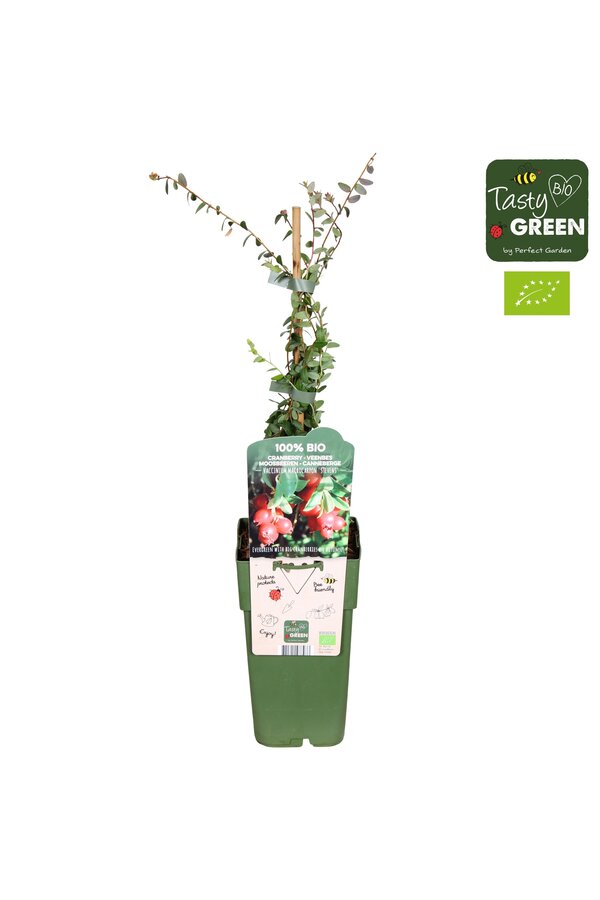 Vaccinium macrocarpon Stevens Bio P15