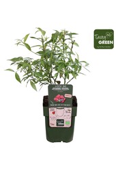 Vaccinium Pink Lemonade® Bio P13