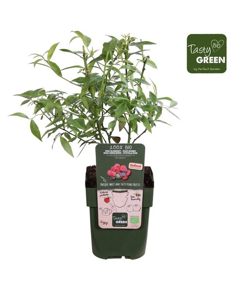 Vaccinium Pink Lemonade® Bio P13