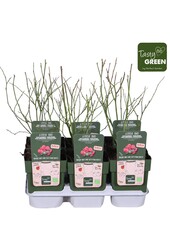 Vaccinium Pink Lemonade® Bio P13