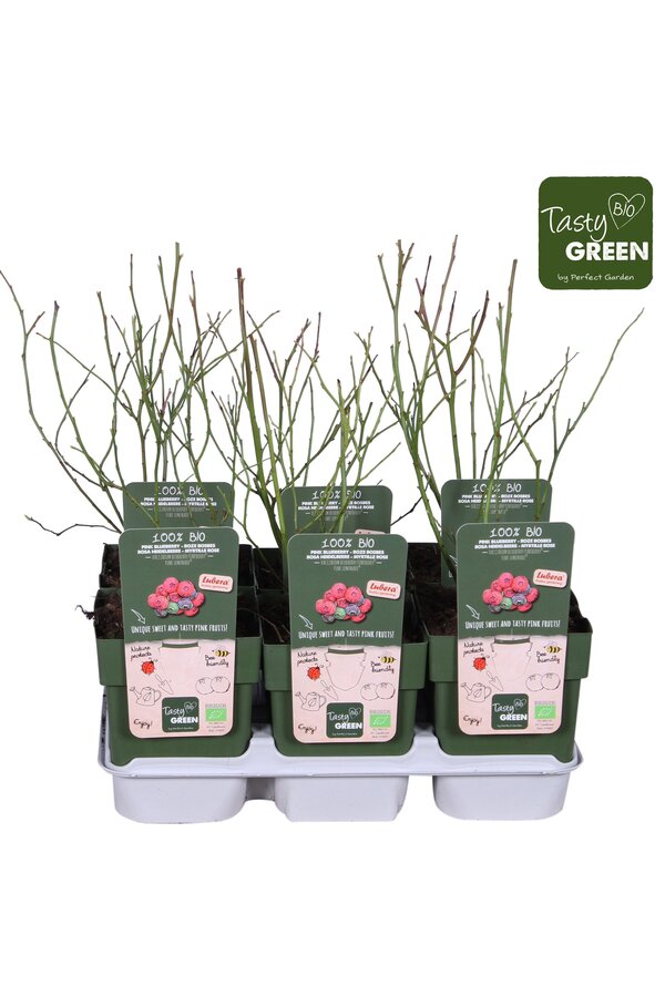 Vaccinium Pink Lemonade® Bio P13