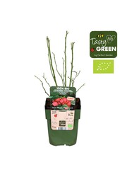 Vaccinium Pink Lemonade® Bio P13