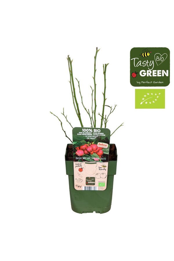 Vaccinium Pink Lemonade® Bio P13